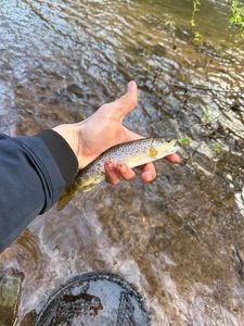 Brown Trout