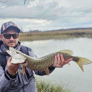 Northern Pike