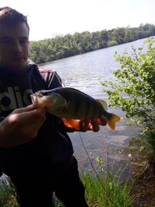 European Perch