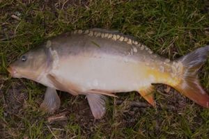 Mirror Carp