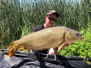 Common Carp