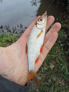 Roach