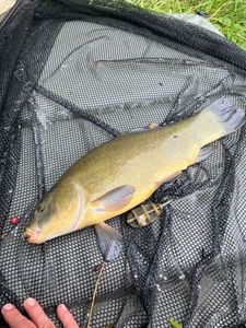Tench