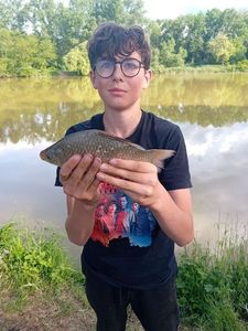 Crucian Carp