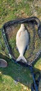 Common Bream