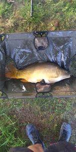 Leather Carp