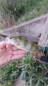 European Perch