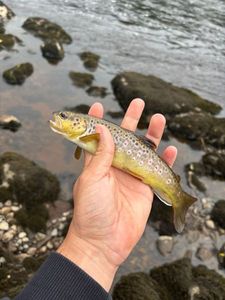 Brown Trout