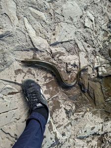 European Eel (Common Eel)