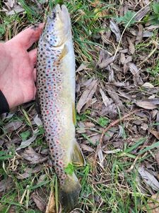 Brown Trout