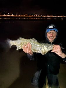 European Bass (Seabass)