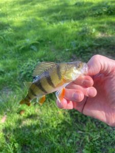 European Perch
