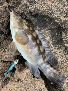 Ballan Wrasse