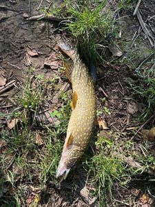 Northern Pike