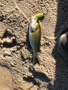 Largemouth Bass