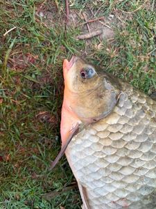 Crucian Carp
