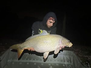 Common Carp