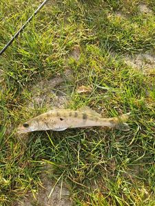 Zander