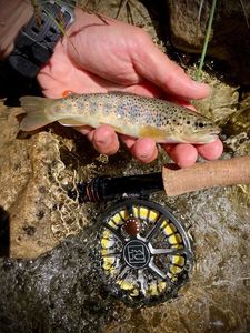 Brown Trout