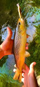 Brown Trout