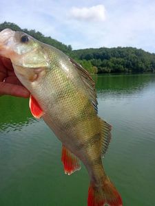 European Perch