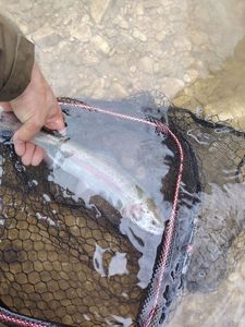 Rainbow Trout