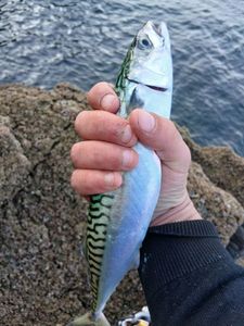 Mackerel