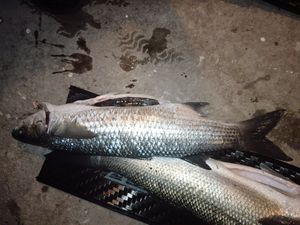 Thicklip Grey Mullet