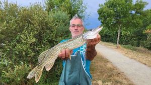 Northern Pike