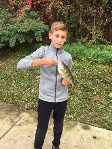 European Perch