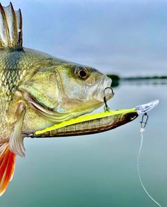 European Perch