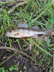 European Perch