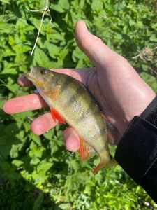 European Perch
