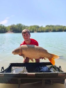 Common Carp