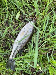 Largemouth Bass