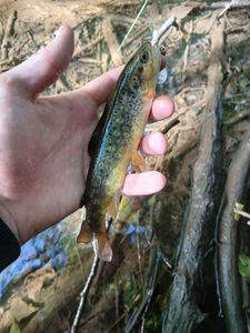 Brown Trout