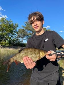Crucian Carp
