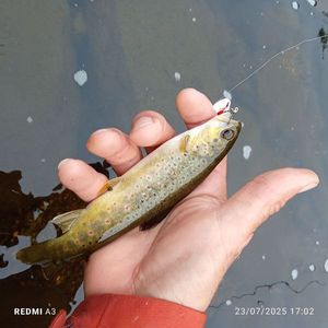Brown Trout