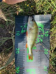 European Perch