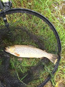 Brown Trout