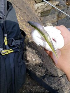 European Bass (Seabass)