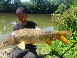 Common Carp