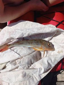 Red Gurnard