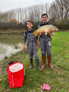 Common Carp
