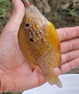 Green Sunfish