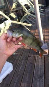 European Perch