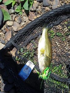 Smallmouth Bass