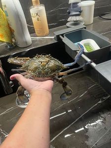 Warty Crab