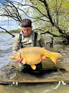 Mirror Carp