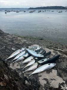 Mackerel